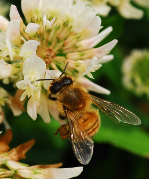 シロツメクサにミツバチ