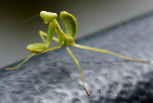 威嚇するカマキリの子