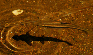 魚と波紋
