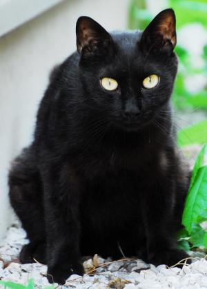 黒猫