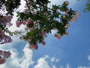 サルスベリの花
