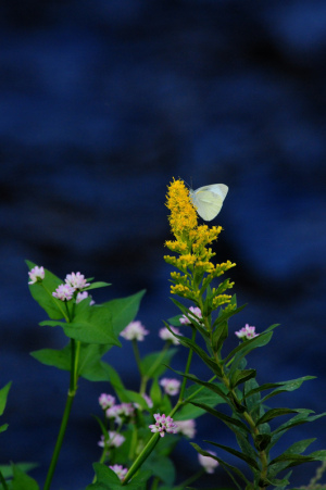 花とチョウ