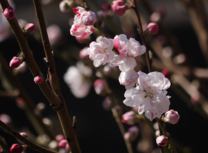 五分咲きの桃の花