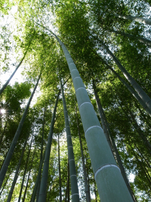 竹林公園