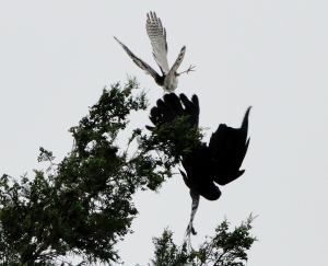 カラスに反撃するツミ