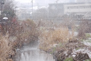 黒目川の雪