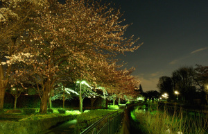 黒目川の夜桜