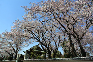 大円寺の桜