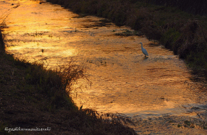 夕日に染まる黒目川