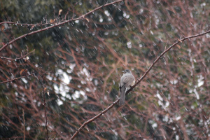 雪の中の鳥たち