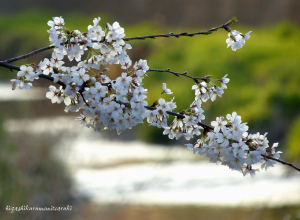 東久留米の桜