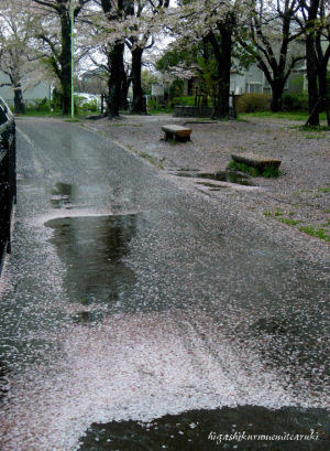 桜散る雨の遊歩道