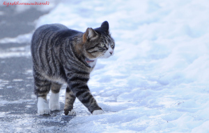 雪の遊歩道を歩く猫