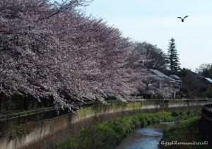 桜咲く黒目川