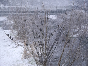 雪のムクドリ