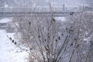 雪のムクドリ