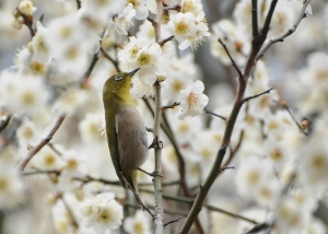 梅の花にメジロ