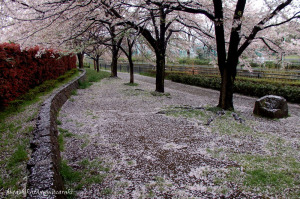 桜散る遊歩道