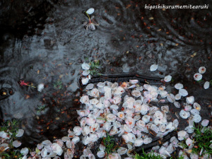 雨に散る桜