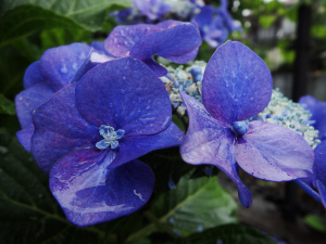 お寺の紫陽花