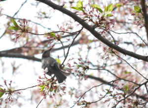 散った桜とヒヨドリ