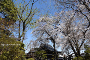 大円寺の桜