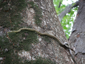 樹上のヘビ