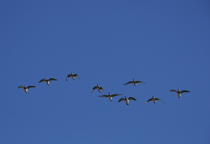 青空に飛ぶヒドリガモの群れ