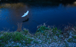 紺の川面に雪とコサギ