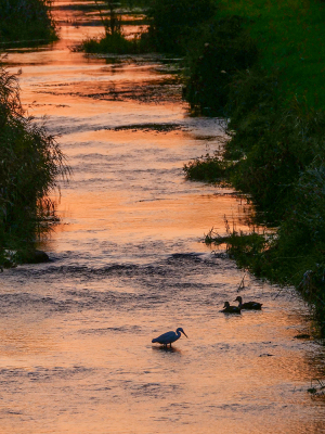 夕陽の川面とコサギ