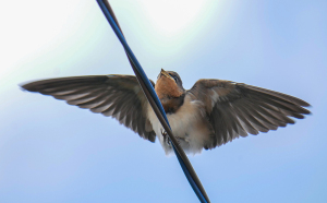 ツバメの若鳥