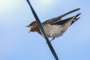 ツバメの若鳥