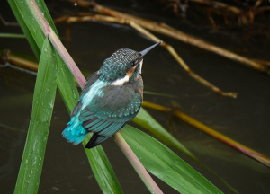 やっと出合えたカワセミの若鳥