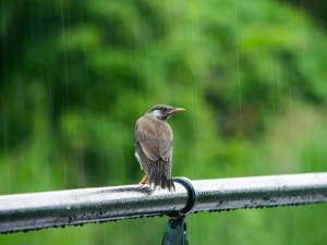 雨とムクドリ