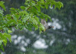 雨とムクドリ