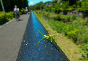 ちびカマキリ