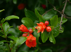 ザクロの花