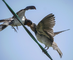 親から餌をもらうツバメの若鳥