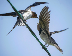 親から餌をもらうツバメの若鳥