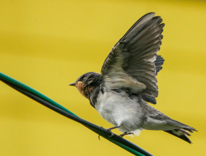 親を待つツバメの若鳥