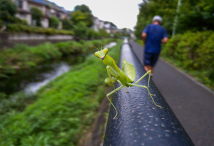 カマキリ