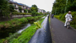 カマキリ