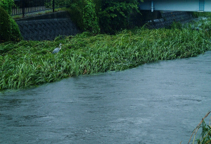 豪雨のあとのアオサギ