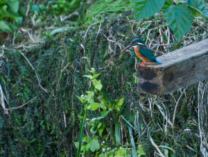 カワセミ