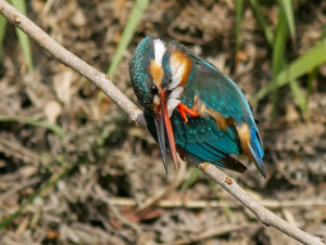カワセミの羽繕い