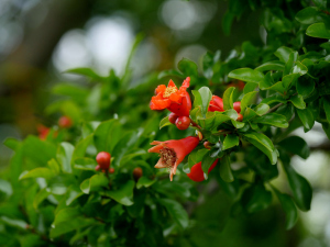 ザクロの花