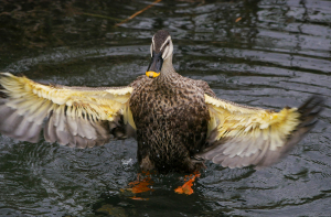 羽ばたくカルガモ