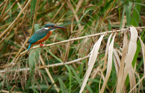 枯れ枝にカワセミ 枯れ枝にカワセミ