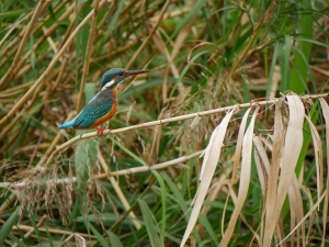 枯れ枝にカワセミ 枯れ枝にカワセミ