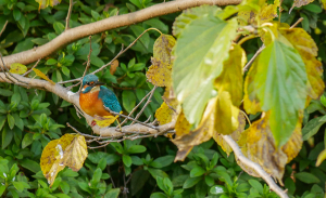 色づく葉っぱとカワセミ